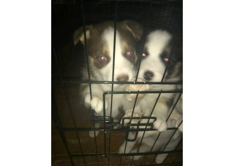 lab/husky mix puppies