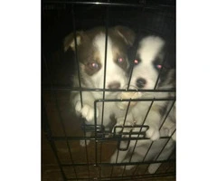lab/husky mix puppies