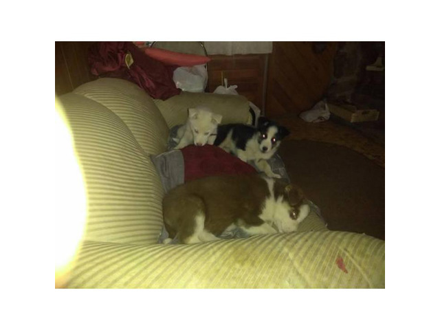 lab/husky mix puppies in Buffalo, New York Puppies for Sale Near Me