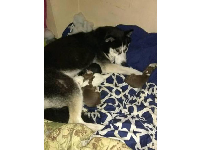 lab/husky mix puppies in Buffalo, New York Puppies for Sale Near Me