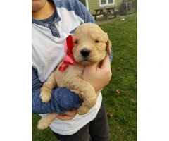 Goldendoodle puppies $1200 on January 3rd