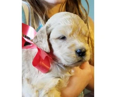 Goldendoodle puppies $1200 on January 3rd - 2