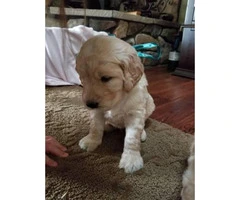 Goldendoodle puppies $1200 on January 3rd - 3