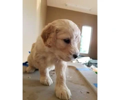 Goldendoodle puppies $1200 on January 3rd - 4