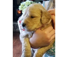 Goldendoodle puppies $1200 on January 3rd - 5
