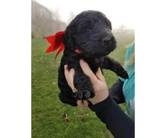 Goldendoodle puppies $1200 on January 3rd - 7