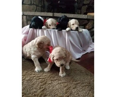 Goldendoodle puppies $1200 on January 3rd - 8