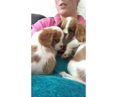 Cavalier Spaniel / Westie Puppies For Sale