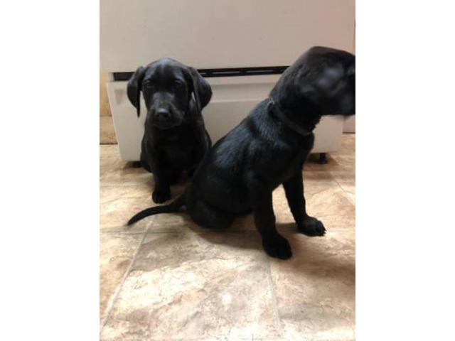 2 black males lab puppies for sale in Austin, Texas ...