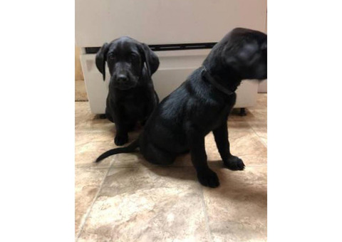 2  black males lab puppies for sale