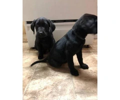 2  black males lab puppies for sale - 1