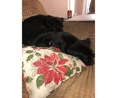2  black males lab puppies for sale - 2