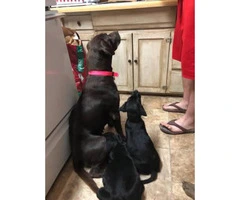 2  black males lab puppies for sale - 3