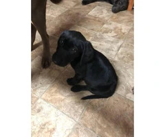 2  black males lab puppies for sale - 4