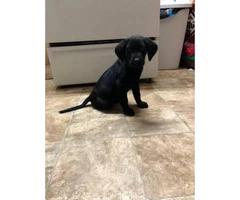 2  black males lab puppies for sale - 5