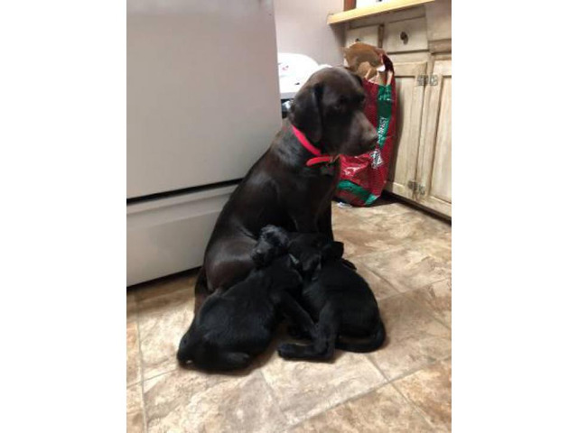 2 black males lab puppies for sale in Austin, Texas ...