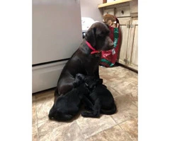 2  black males lab puppies for sale - 6