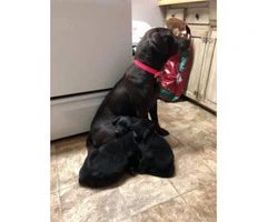 2  black males lab puppies for sale - 7