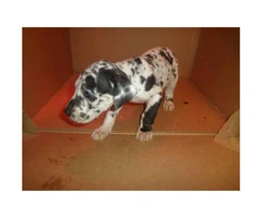 a litter of great dane babies up for adoption