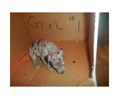 a litter of great dane babies up for adoption - 4