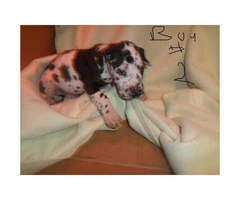 a litter of great dane babies up for adoption - 6