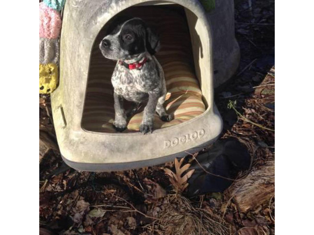 german-shorthair-600-rehoming-fee-hartford-puppies-for-sale-near-me