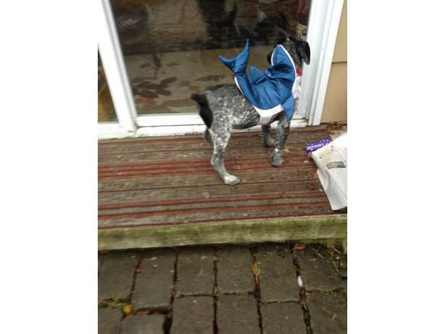 german-shorthair-600-rehoming-fee-hartford-puppies-for-sale-near-me