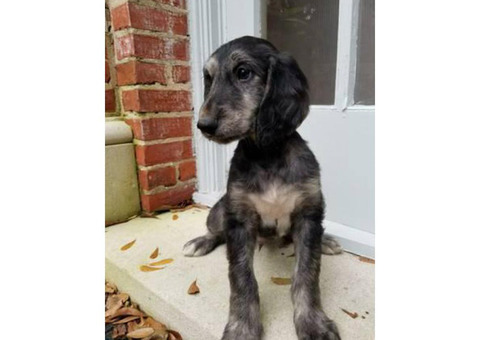 4 gorgeous Afghan Hound males available