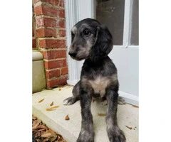 4 gorgeous Afghan Hound males available
