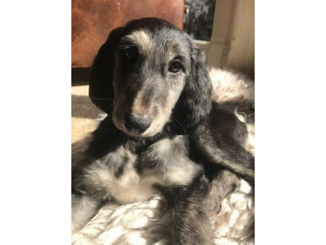 4 Afghan Hound males available in Auburn, Alabama