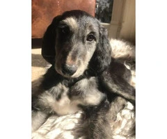 4 gorgeous Afghan Hound males available - 2