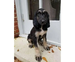 4 gorgeous Afghan Hound males available - 3
