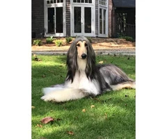 4 gorgeous Afghan Hound males available - 6