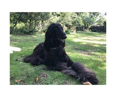 4 gorgeous Afghan Hound males available - 7