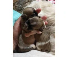 2 males CKC Shihtzu puppies $700