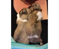 2 males CKC Shihtzu puppies $700 - 2