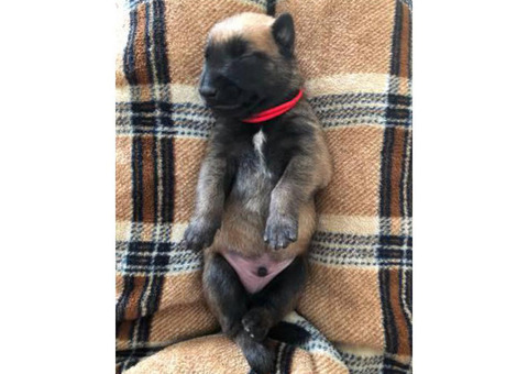 Top Tier Quality AKC Belgian Malinois Pups