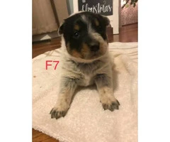 Blue Heelers Puppies 2 litters available. - 1