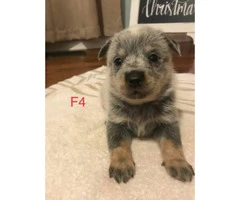 Blue Heelers Puppies 2 litters available. - 2