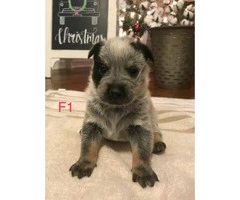 Blue Heelers Puppies 2 litters available. - 3