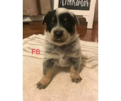 Blue Heelers Puppies 2 litters available. - 4