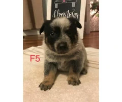 Blue Heelers Puppies 2 litters available. - 5