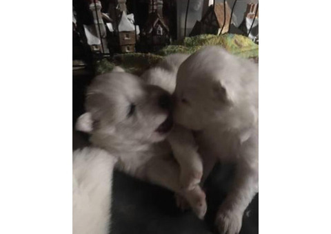 Samoyed Christmas Puppies $1500