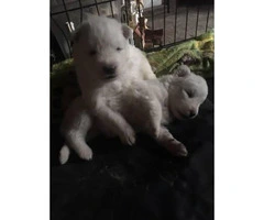 Samoyed Christmas Puppies $1500