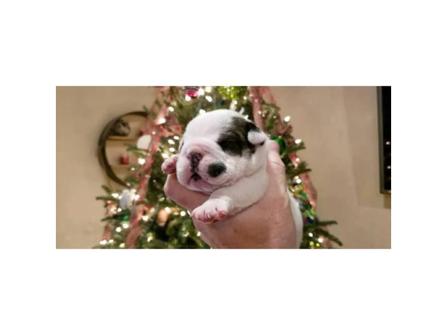Akc English Bulldog Puppies, 6 Boys 4 Girls