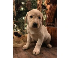 Lab blue heeler puppies for sale