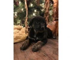 Lab blue heeler puppies for sale - 2