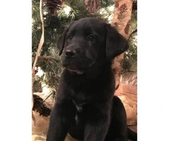 Lab blue heeler puppies for sale - 3