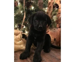 Lab blue heeler puppies for sale - 4