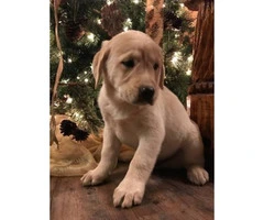 Lab blue heeler puppies for sale - 5
